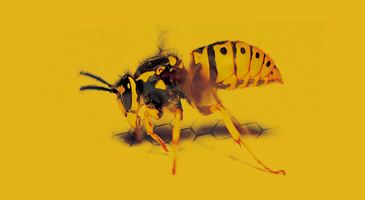 연극 THE WASP 세종S멤버십 회원 기대평 이벤트 이미지