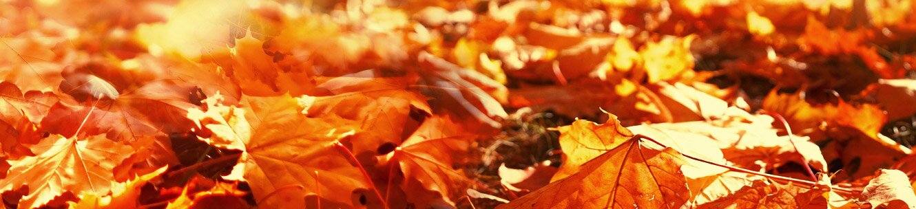 가곡시대 이미지